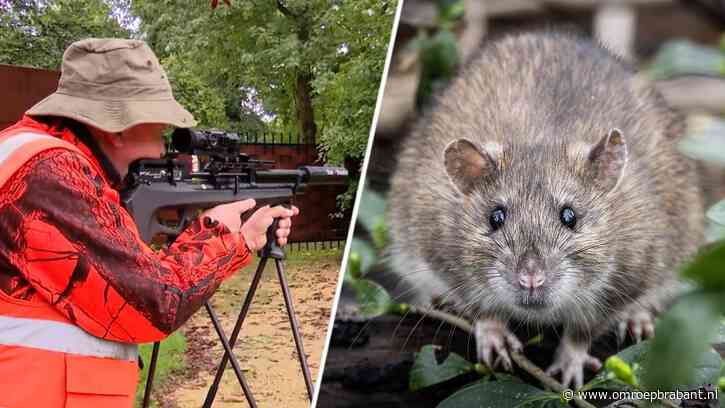 Rattenplaag bij fastfoodrestaurants: 'Al 100 ratten afgeschoten'