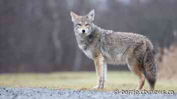 City of Barrie addresses concerns over coyote encounters