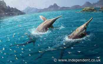 Scientists identify what may be the largest known marine reptile