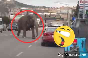 WATCH: Circus Elephant Escapes and Roams the Streets of Montana