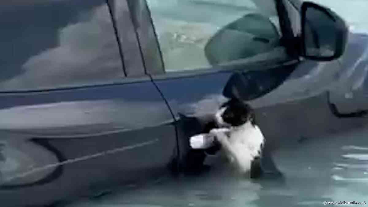 Heartwarming moment cat is rescued from Dubai floods after desperately clinging to door of car submerged by water