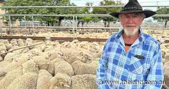 Boost in supply of lambs met with mixed competition