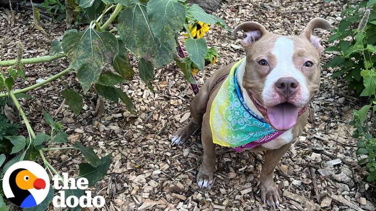 Woman Finds A Pittie Tied To A Fence In The Middle Of The Night | The Dodo
