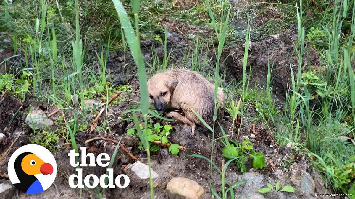 Tiny Puppy Is Discovered Stranded In The Rain | The Dodo