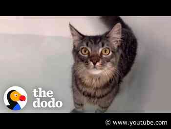 Woman Throws A "Rave Bath" For Her Cat Who Loves Bath Time | The Dodo
