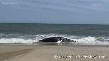 Dead juvenile humpback whale washes up on Outer Banks