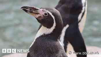 'Oldest Humboldt penguin in Europe' turns 36