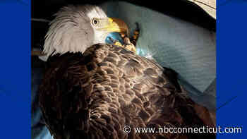 Rescued bald eagle in Bloomfield has serious injuries and will never fly again