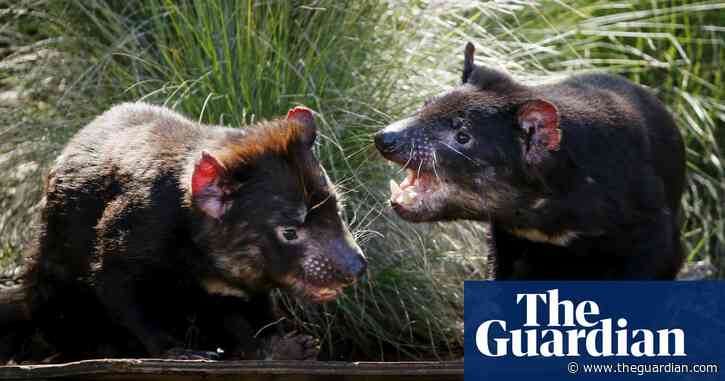 Tasmanian devil facial tumour research challenged: disease may not be declining after all