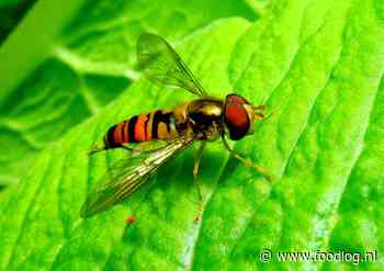 Zweefvliegen sterven vijf keer zo snel uit als wilde bijen