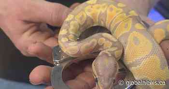 Banana python reunited with its owner; youth thieves ‘remorseful’: RCMP