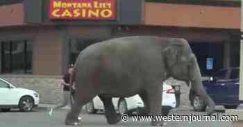 Video: Circus Elephant Escapes, Casually Strolls Through City