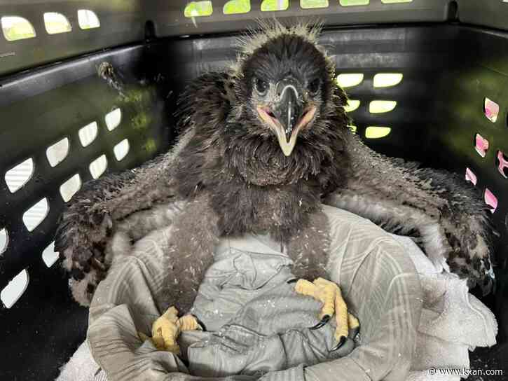 Baby bald eagle reunited with parent by local wildlife rescue