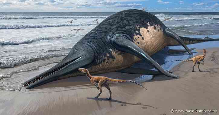Mehr als 25 Meter: Im Meer lebte einst ein gewaltiges Reptil