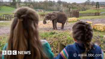 Safari park hosts quiet morning for autistic guests