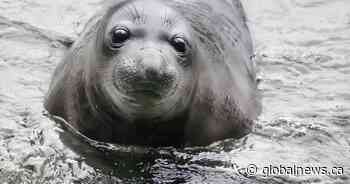 Emerson the ‘real rascal’ elephant seal swims hundreds of kilometres back to Victoria
