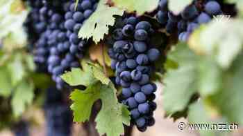Der Marktanteil an alkoholfreien Weinen steigt – und Italien fragt sich: Ist das überhaupt noch Wein?