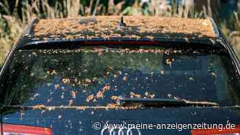 Blütenstaub oft lästig: Wie schädlich sind die Pollen für den Autolack?