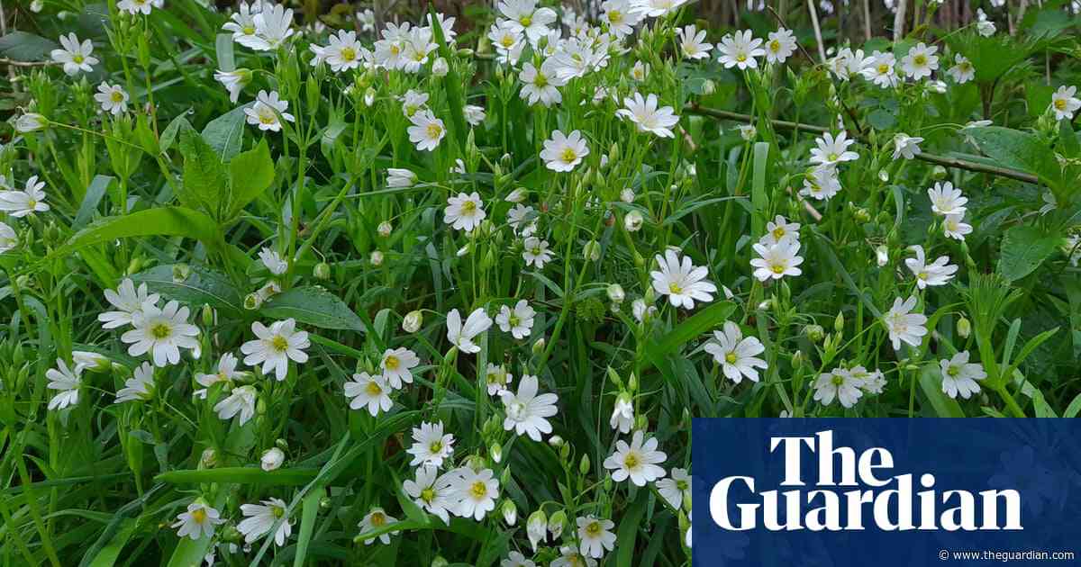 Country diary: A ghostly old canal enlivened by primroses and stitchwort | Anita Roy