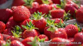 Ernte startet bald: Ab wann es Erdbeeren aus der Region gibt