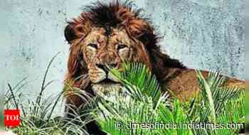 As Sita & Akbar triggered row, Bengal safari lions likely to get new names