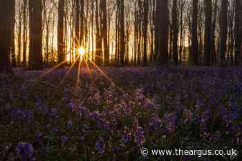 Stunning pictures of Bluebells blossoming across Sussex