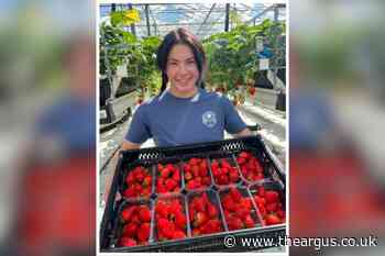Sunshine sees strawberries hit Sussex supermarket shelves