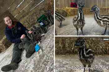 Smithills Open Farm welcomes 10 baby emus to Pets Corner