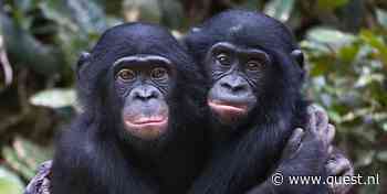 Quest Kort: Bonobo's en chimpansees herkennen oude kameraden in foto's