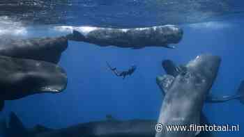 Recensie 'Patrick and the Whale': prachtige beelden vertellen weinig maar spreken boekdelen