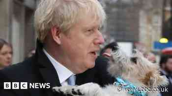 New carpets tackled Downing Street flea problem, says Hunt