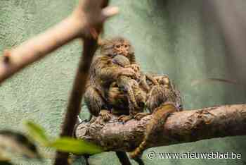 Tweeling dwergzijdeaapjes geboren in Zoo Antwerpen: “Wanneer de staart gekruld is, is dit een goed teken”