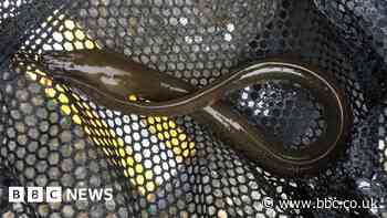 Water company installs screens to protect eels