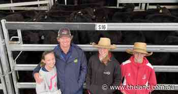 Inverell Angus weaner steers with weight attract the top bids