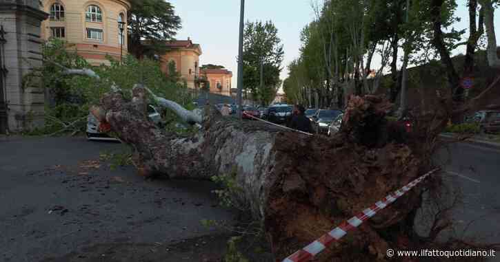Roma, crolla un platano davanti al Policlinico Umberto I: danni alle auto in sosta – Le immagini