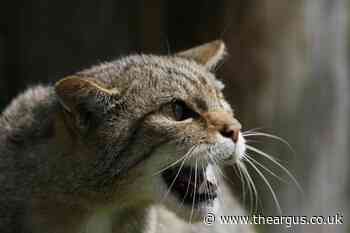 Critically endangered wildcats being released in the UK