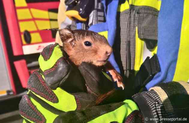 FW Hünxe: Unbekannte Geräusche - Feuerwehr rettet zwei Eichhörnchen
