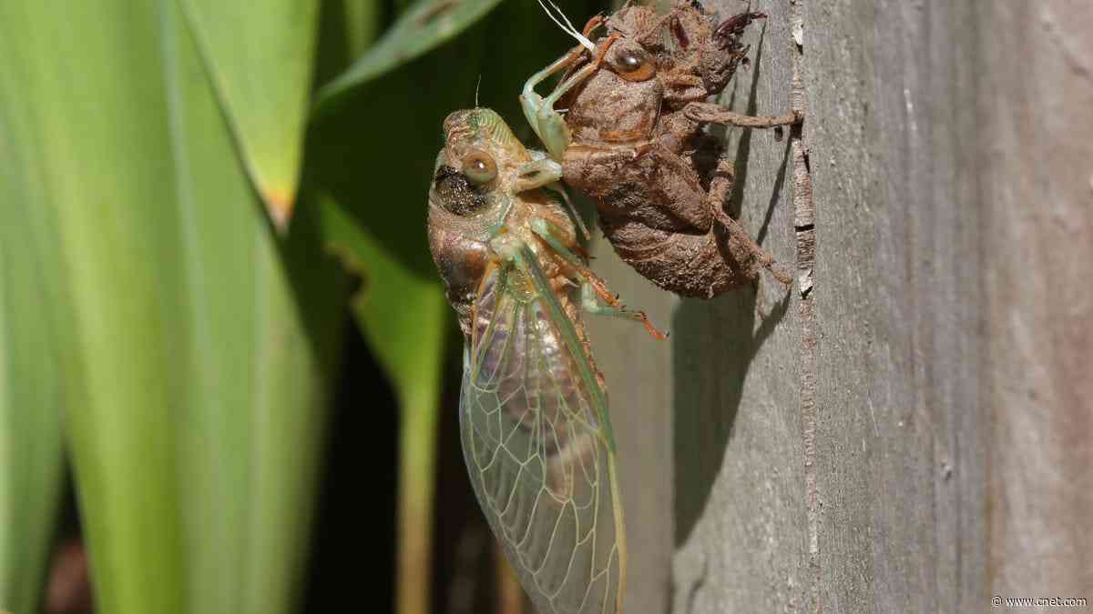 Can Dogs Eat Cicadas? Here's What to Know     - CNET