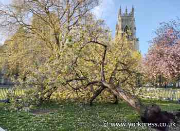 Tree brought down at Dean's Park by York Minster - photo