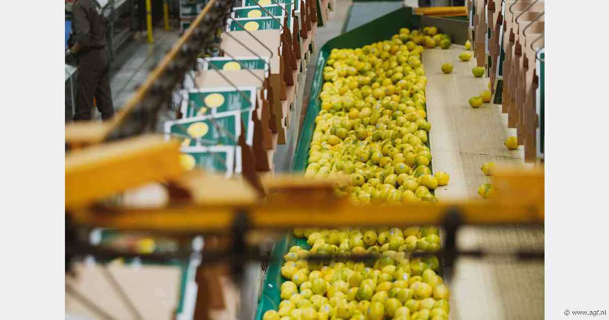 Wereldwijde uitdagingen voor citroenexporteurs