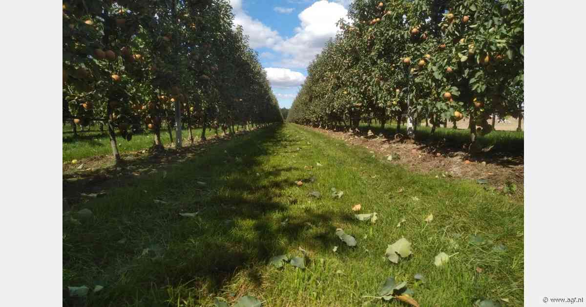 "Vraag naar biologische appelen blijft sterk, maar we kunnen er niet aan voldoen"