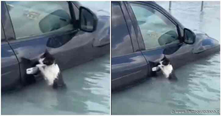 Un gattino si aggrappa alla portiera di un’auto per sopravvivere alla furia dell’acqua: il commovente salvataggio durante l’alluvione di Dubai