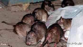 Debatte um "humane" Eindämmung: Rattenplage in New York: Politik will Verhütungsmittel verteilen