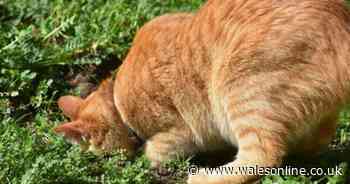 Gardener shares three 'effective' ways to stop cats pooing in your garden and digging up plants