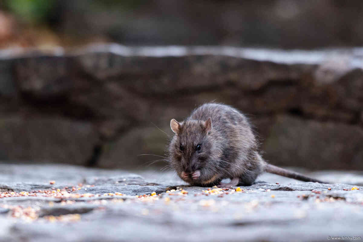 Serious infections linked to rat urine rising as NYC looks to birth control to control the rodent population