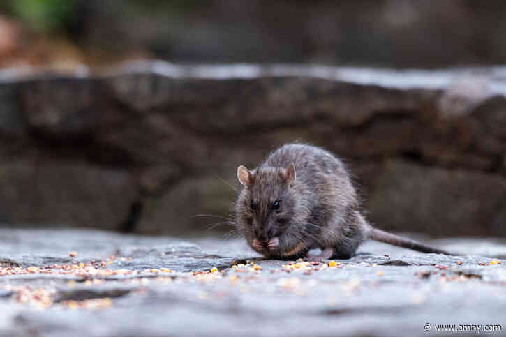 Serious infections linked to rat urine rising as NYC looks to birth control to control the rodent population