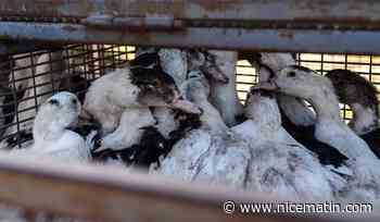 Elle est mortelle dans un cas sur deux: la transmission de la grippe aviaire H5N1 à l'homme "est une énorme inquiétude" pour l'OMS