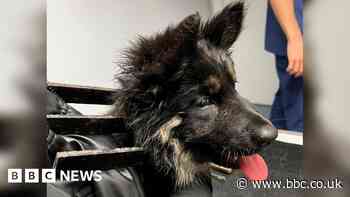 Puppy rescued after getting head stuck in railings