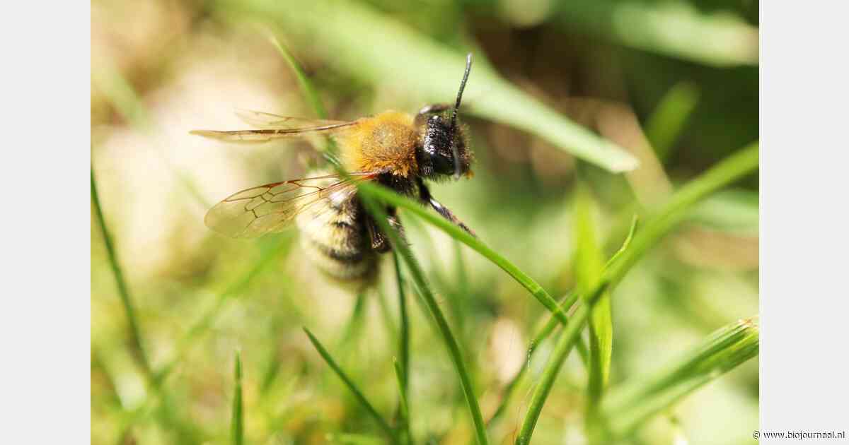 Bijna kwart bijenvolken overleefde de winter niet