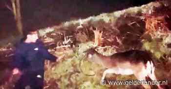 VIDEO | Nachtelijke held: Redmar redt hert dat vastzit in ijskoud water